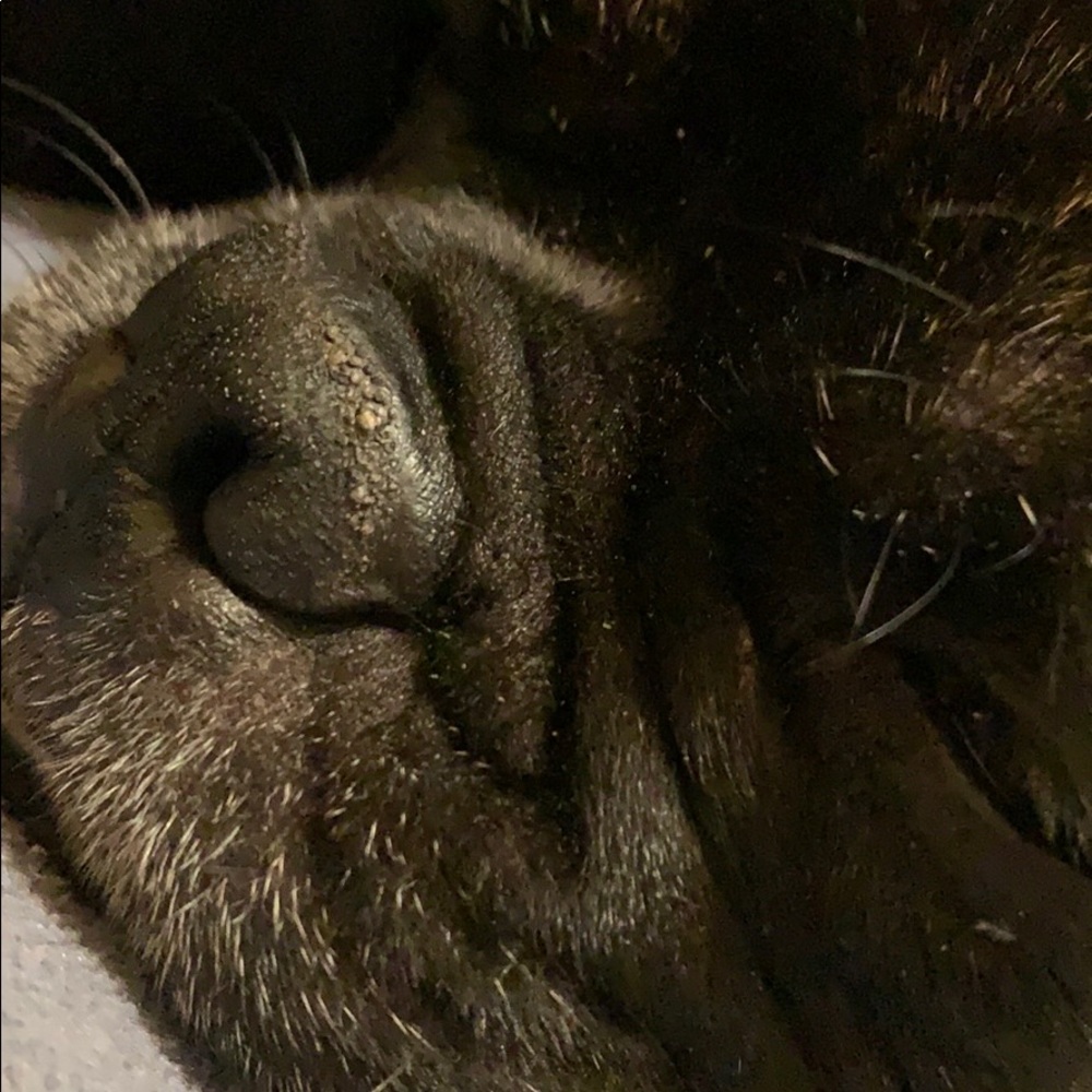 Meet your Posher, Dasan